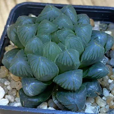 SH38327 Haworthia obtusa ‘Dodson’