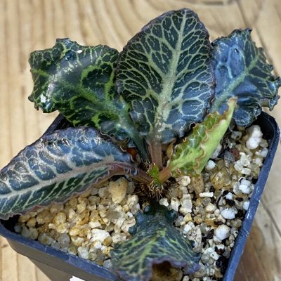 SH38430 Euphorbia francoisii hybrid