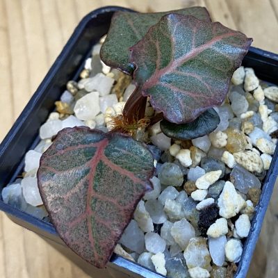 SH38431 Euphorbia francoisii hybrid
