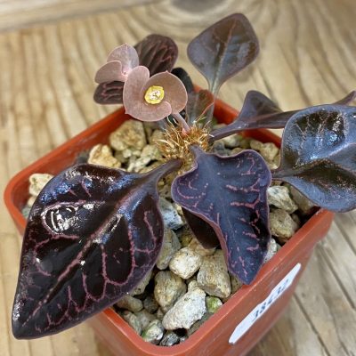 SH38432 Euphorbia francoisii hybrid
