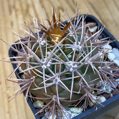 SH38401 Gymnocalycium neuhuberi