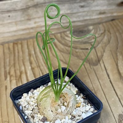 SH38433 Albuca spiralis