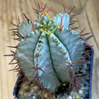 SH38434 Euphorbia horrida hybrid