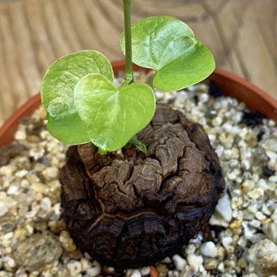 SH38436 Dioscorea elephantipes
