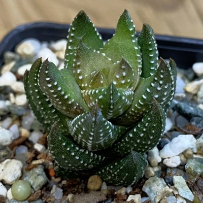 SH38437 Haworthia coarctata