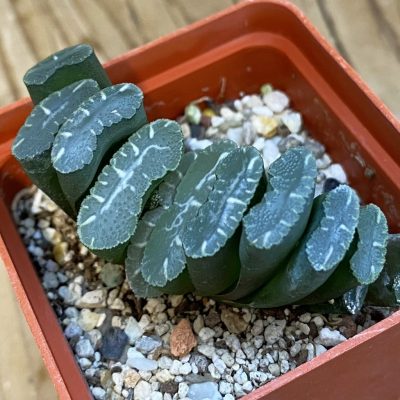SH38438 Haworthia truncata -Japan-