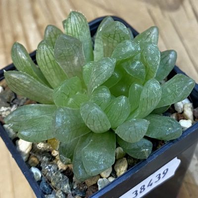 SH38439 Haworthia cymbiformis v. transiens