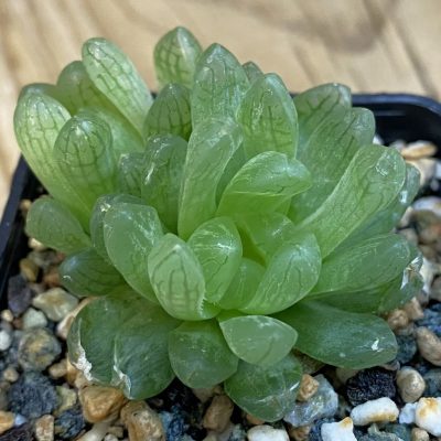 SH38440 Haworthia cymbiformis v. transiens