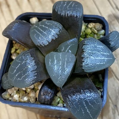 SH38441 Haworthia bayeri -Japan-