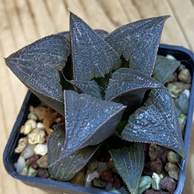 SH38442 Haworthia splendens