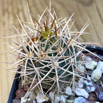 SH38402 Gymnocalycium neuhuberi
