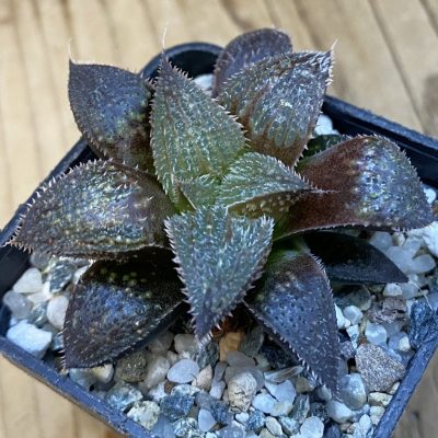 SH38443 Haworthia mirabilis v. pilosa
