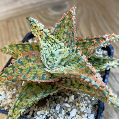 SH38444 Aloe TCT hybrid