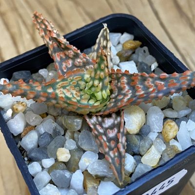 SH38445 Aloe TCT hybrid