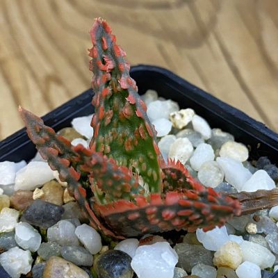SH38446 Aloe TCT hybrid