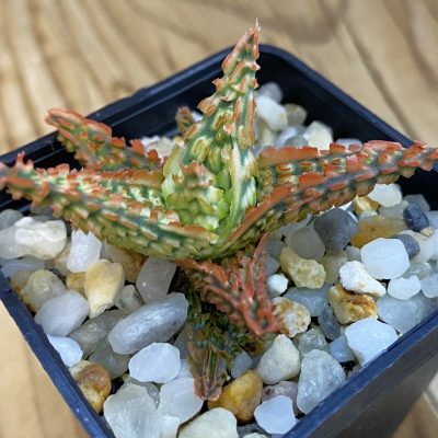 SH38447 Aloe TCT hybrid
