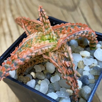 SH38448 Aloe TCT hybrid