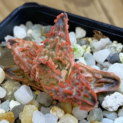 SH38449 Aloe TCT hybrid