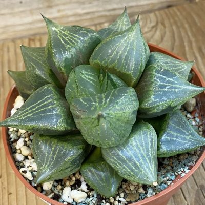 SH38450 Haworthia comptoniana ‘Urahannya’