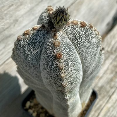 SH38451 Astrophytum myriostigma ‘Onzuka’ v. quadricostatum, 15 years old