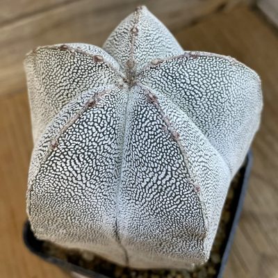 SH38452 Astrophytum myriostigma ‘Onzuka’, 12 years old