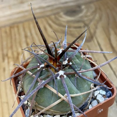 SH38403 Gymnocalycium spegazzinii