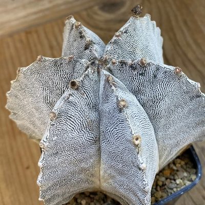 SH38453 Astrophytum myriostigma ‘Onzuka’ 6-ribs, 12 years old