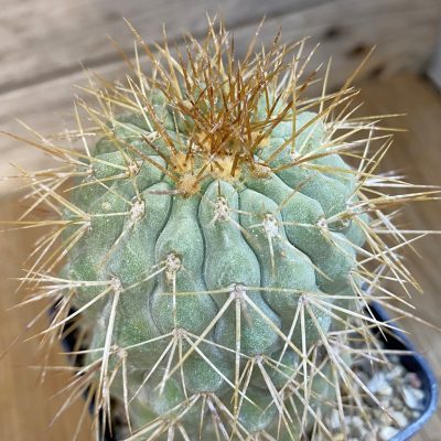 SH38454 Copiapoa gigantea, 10 years old