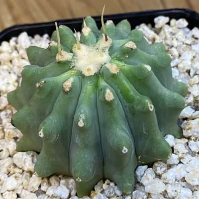 SH38455 Ferocactus glaucescens f. inermis