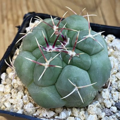 SH38456 Thelocactus hexaedrophorus