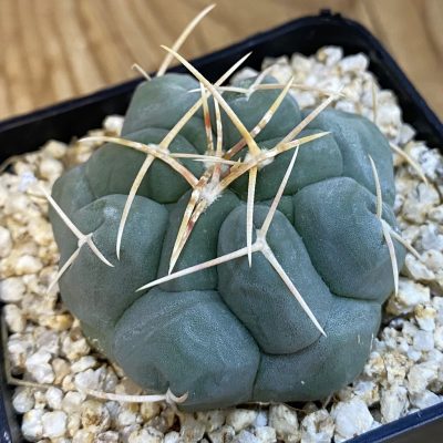 SH38457 Thelocactus hexaedrophorus