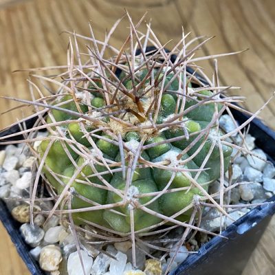 SH38458 Gymnocalycium aff. valnicekianum