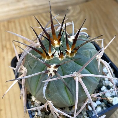 SH38459 Gymnocalycium spegazzinii TOM 103