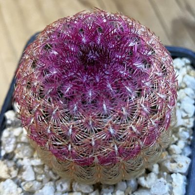 SH38460 Echinocereus rigidissimus v. rubispinus