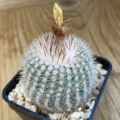 SH38461 Parodia scopa