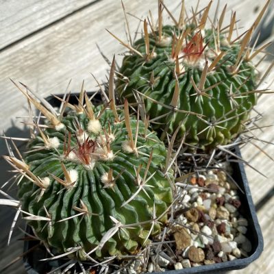 SH38462 Echinofossulocactus crispatus, 20 years old