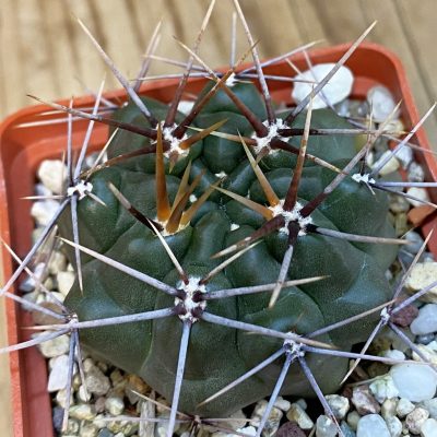 SH38398 Gymnocalycium gibbosum -Long spines-