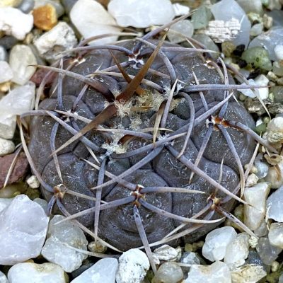 SH38404 Gymnocalycium borthii ssp. nogolense VG 412