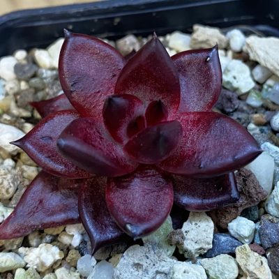 SH38463 Echeveria agavoides 'Romeo'