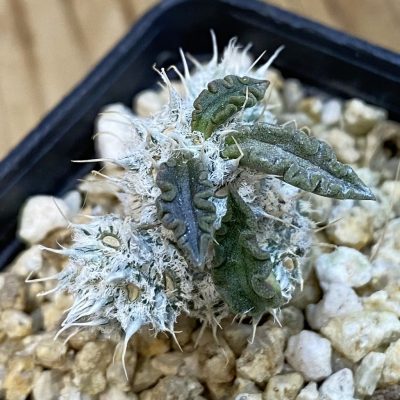 SH38464 Euphorbia tulearensis hybrid