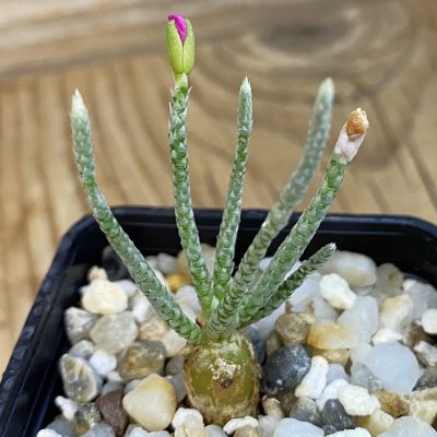 SH38465 Avonia quinaria