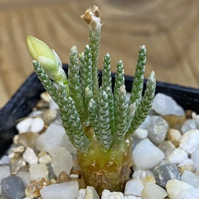 SH38466 Avonia alstonii
