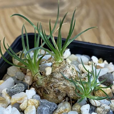 SH38467 Ornithogalum sardienii