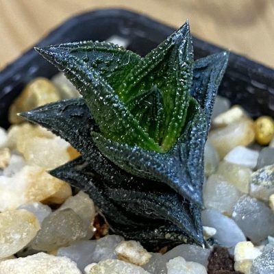 SH38468 Haworthia nigra JDV 92118