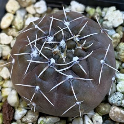 SH38405 Gymnocalycium robustum