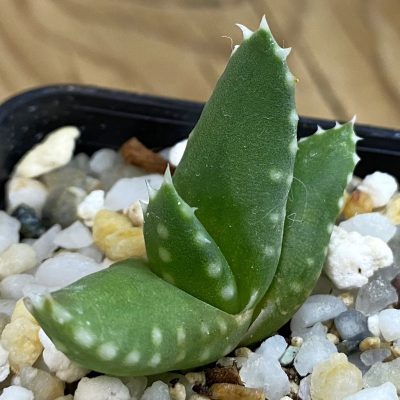SH38469 Aloe melanacantha, seedling