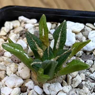 SH38470 Ariocarpus kotschoubeyanus v. elephantidens