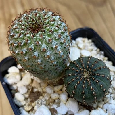 SH38471 Frailea mix