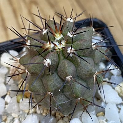 SH38472 Copiapoa cinerea PHA 2945
