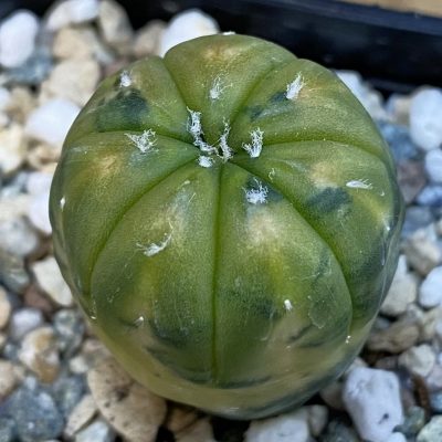 SH38473 Astrophytum asterias ‘Red Purple Skin’ f. variegata